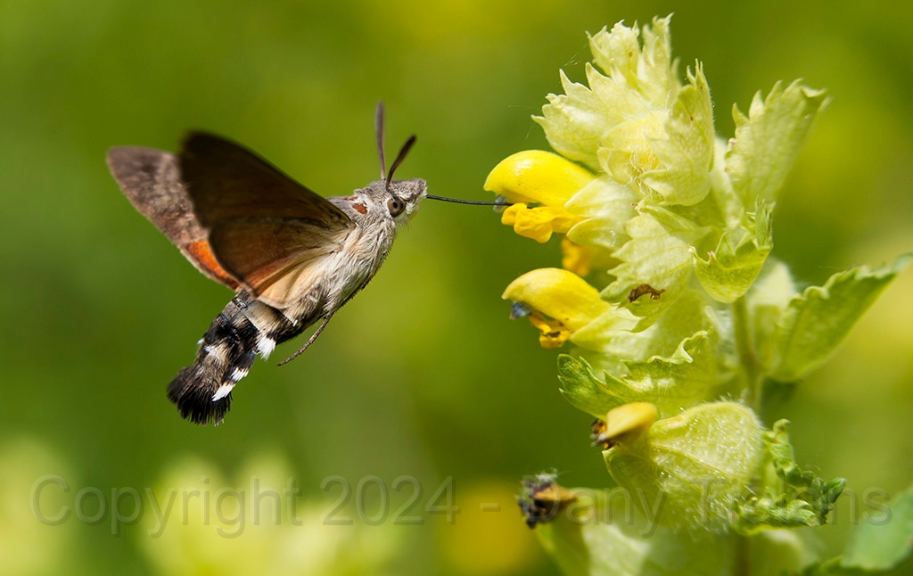Kolibrievlinder - 03.jpg